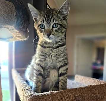 Photo of Genghis