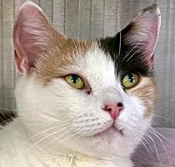 Photo of CHILI