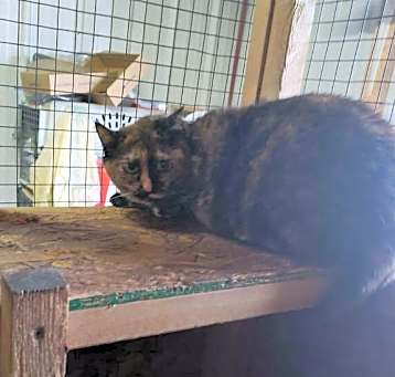 Photo of Sweetie Pie