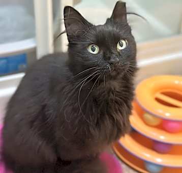 Photo of **Cat Cafe** Morticia