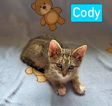 Photo of Cody