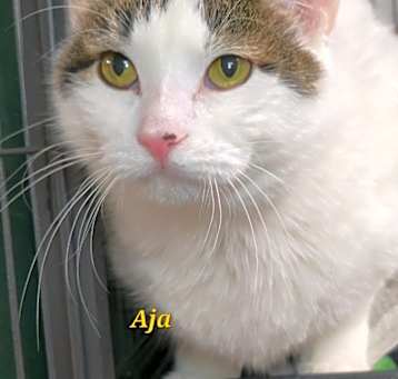 Photo of Aja