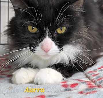 Photo of Aurro