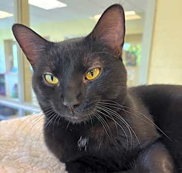 Photo of Jinx