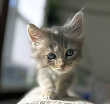 Photo of Jerry (IC)