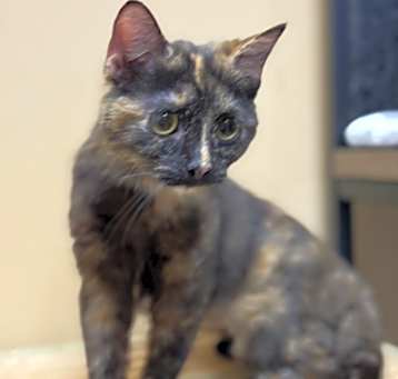 Photo of Wiggles - LG
