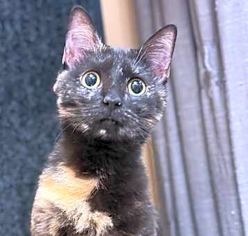 Photo of Stormy - LG