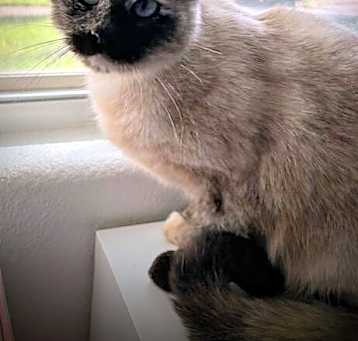 Photo of Indy