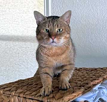 Photo of Nopalitos