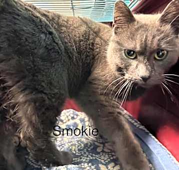 Photo of Smokie