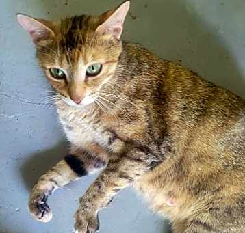Photo of Twinkle Toes C Kirkland
