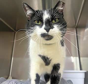 Photo of Oreo+