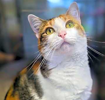 Photo of Kaleidoscope (Baby Girl)