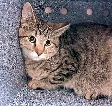 Photo of T Cat 25-0429
