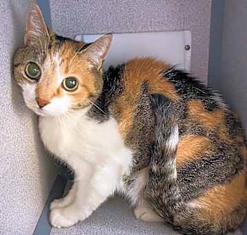 Photo of Izzie