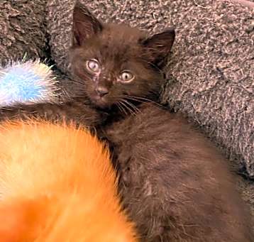 Photo of Berlioz