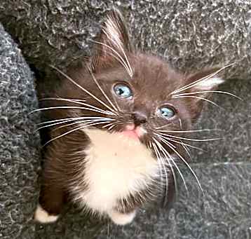 Photo of Figaro