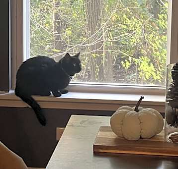 Photo of Binx