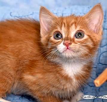 Photo of Zephyr
