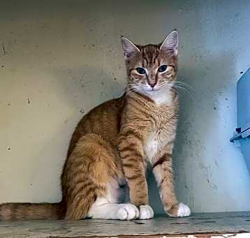 Photo of Turpin Str Orange Tabby and White Tux F