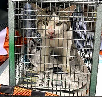 Photo of Tremont White & Brown Tabby Tux M