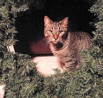Photo of Sadie