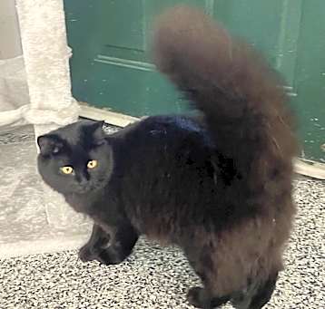 Photo of Mara