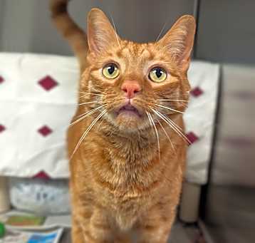 Photo of Nugget