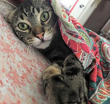 Photo of Oscar