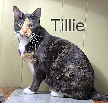Photo of Tillie