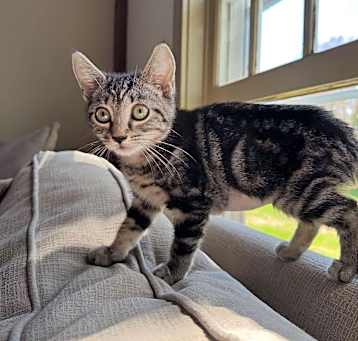 Photo of Havarti