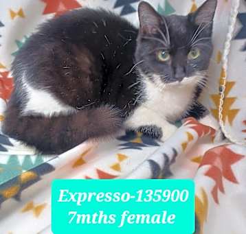Photo of Expresso