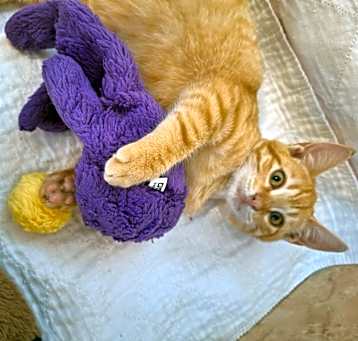 Photo of Boomer  CH/CA kitten