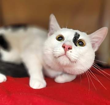 Photo of Space Ghost