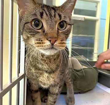 Photo of Tigger