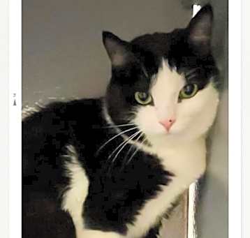Photo of Tuna / Tia