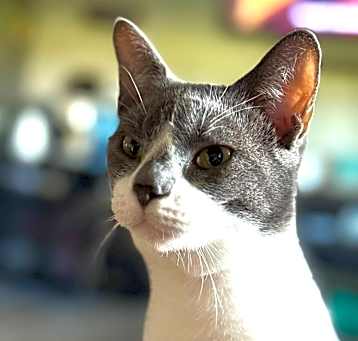 Photo of Blueberry