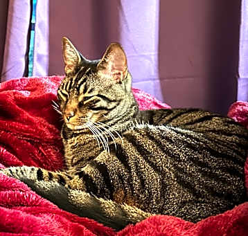 Photo of Cosmo