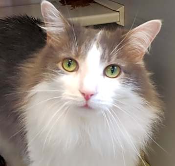 Photo of Fuzz bonded w/ Cooty