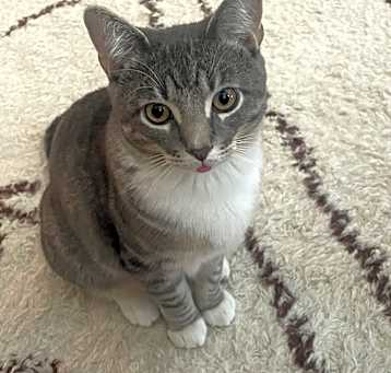 Photo of Kitty
