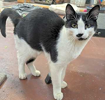 Photo of Linus