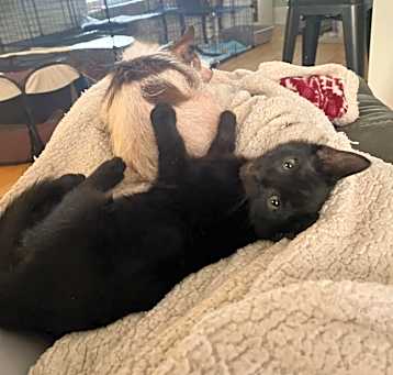 Photo of Chadwick (In Foster)