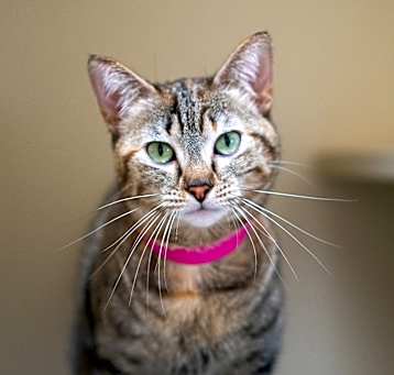 Photo of Leppy 