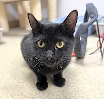 Photo of Licorice