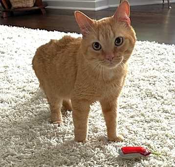 Photo of Chango