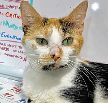 Photo of Zorka
