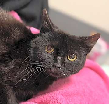 Photo of Merlot