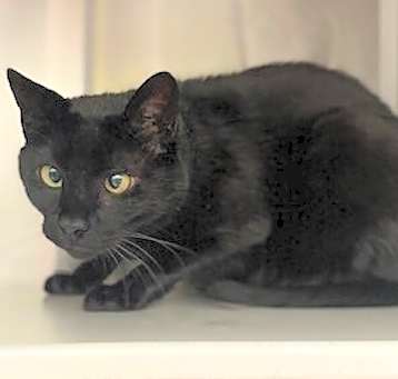 Photo of Salem