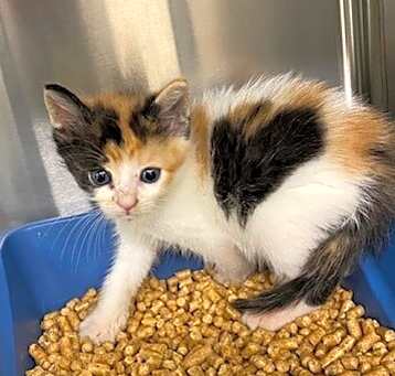 Photo of Petunia