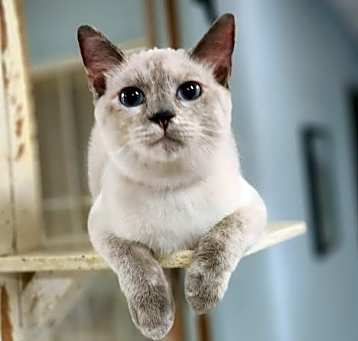 Photo of Cat 26591 (Sissy)